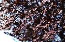 030Fleurs cerisier.jpg